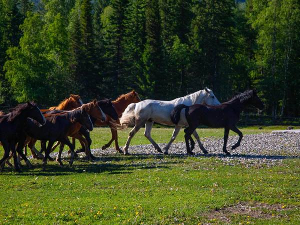 The herd in a clearing