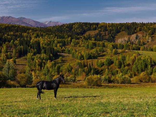A horse in an autumn meadow by the taiga