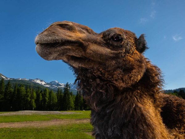 A camel at the petting zoo