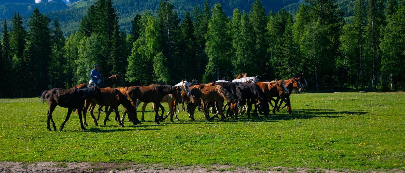 The horse herd beneath the mountains