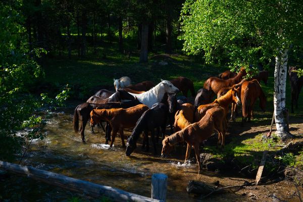 The herd drinking at the river