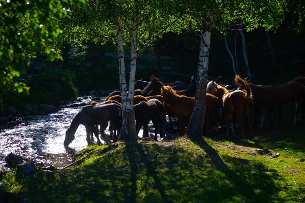 Horses drinking from a mountain stream