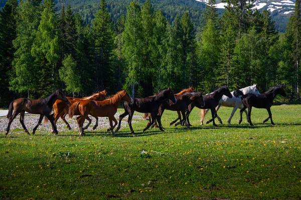 The herd in a clearing