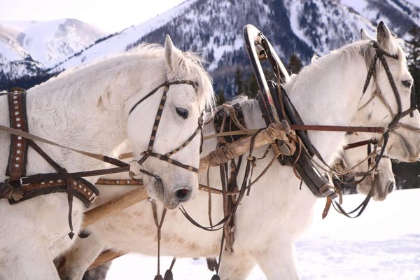 A team of white horses