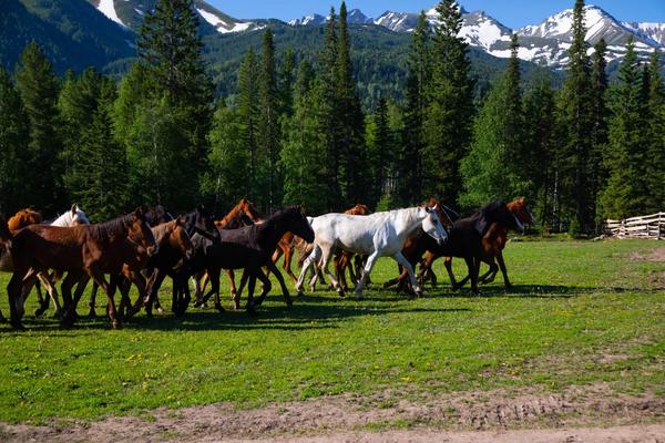 The herd beneath the mountains