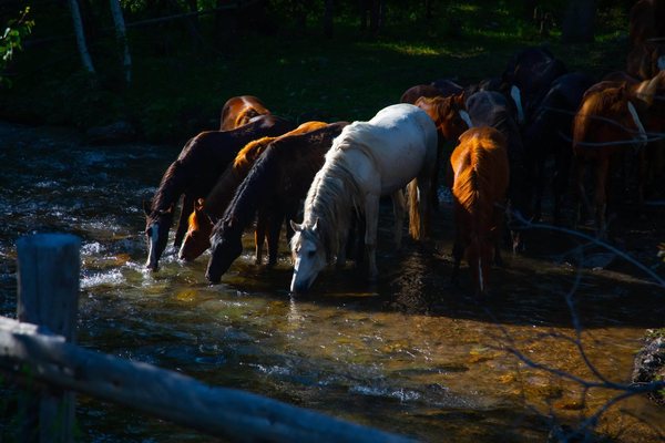Horses by the river in the taiga