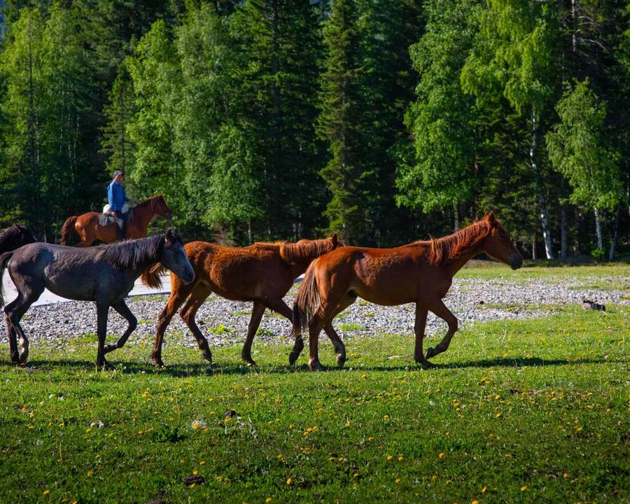 A rider beside the herd