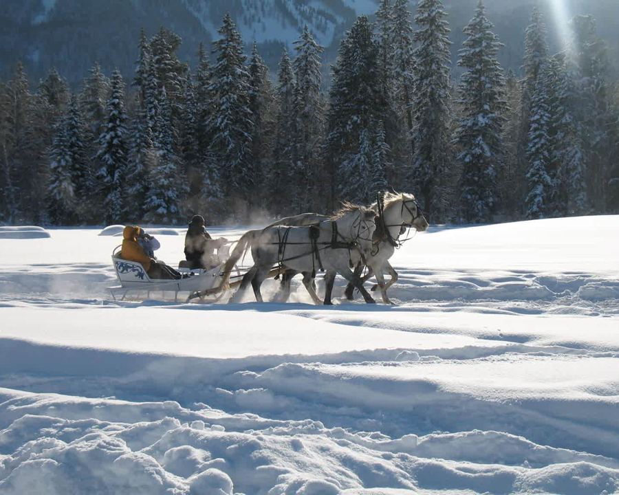 A troika sleigh in the snowy taiga