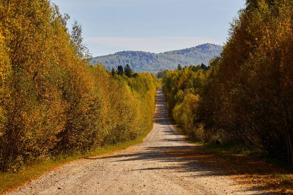 Autumn road through a birch grove
