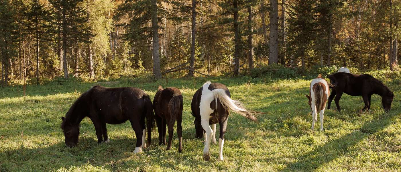 Horses and ponies grazing in autumn