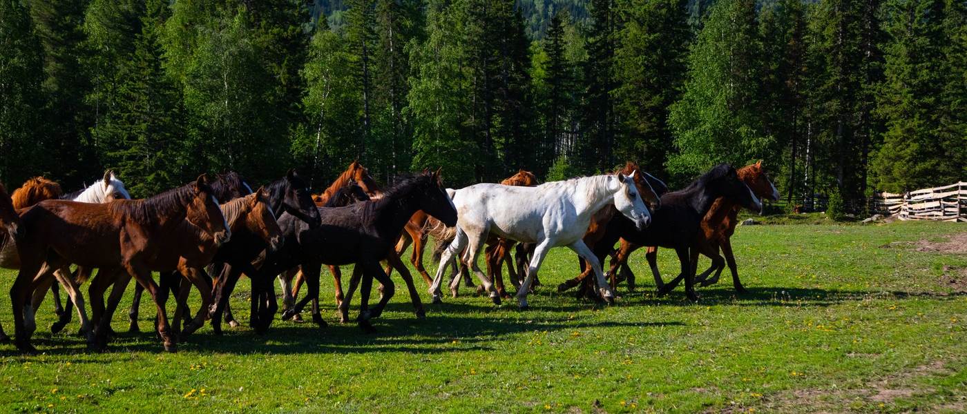 The Klimovka horse herd