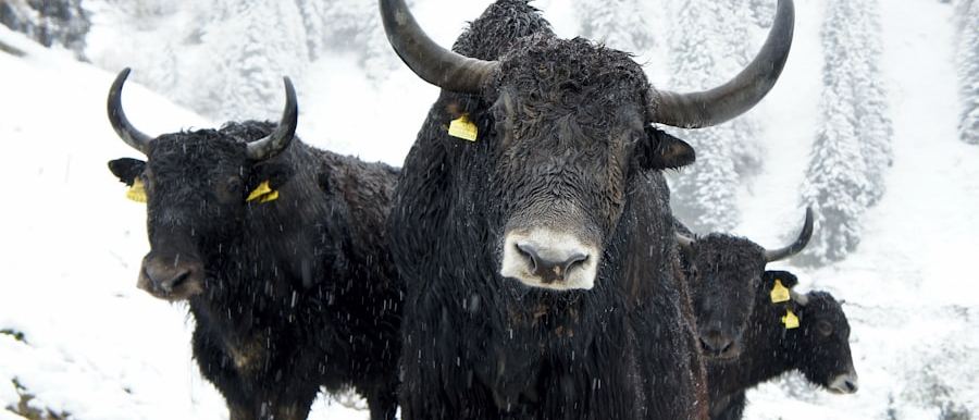 Yaks in the snow