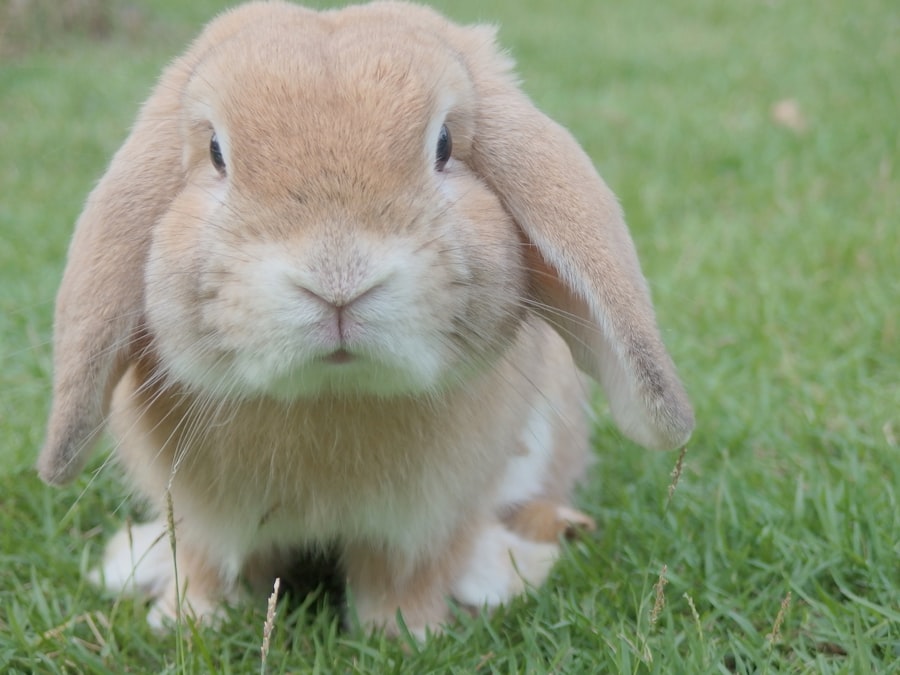 Fluffy Rabbits