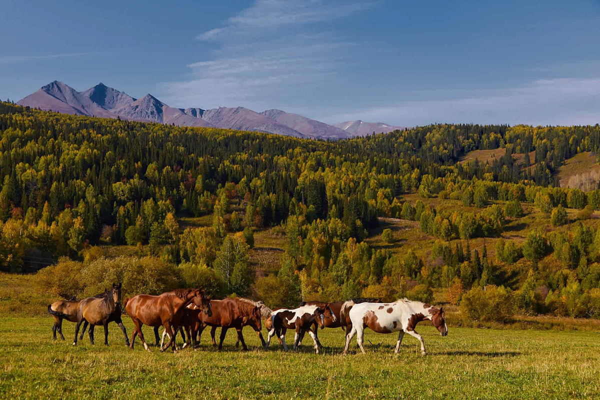 Horse Riding