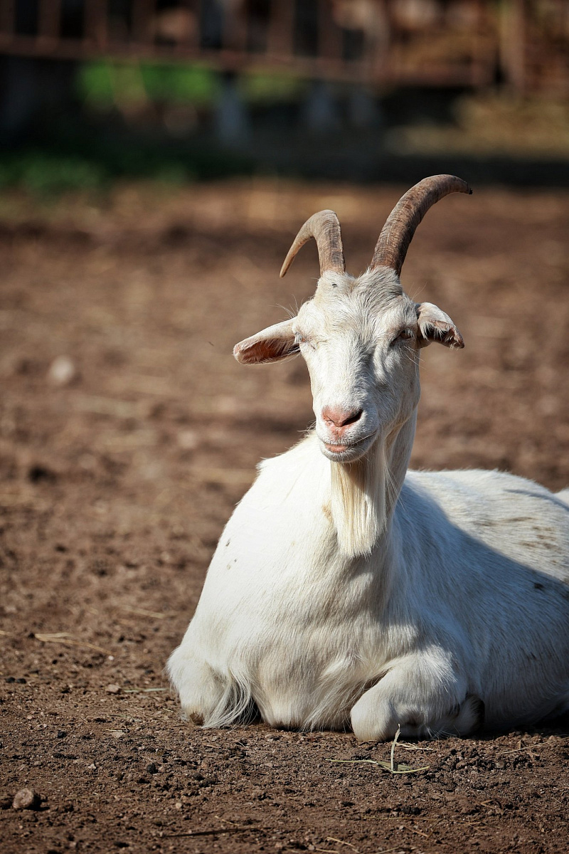 Playful Goats