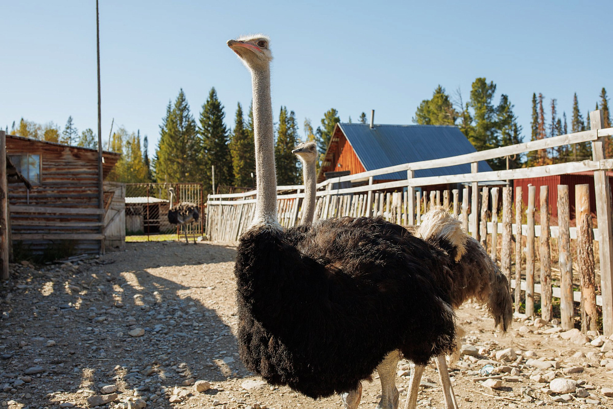 African Ostriches