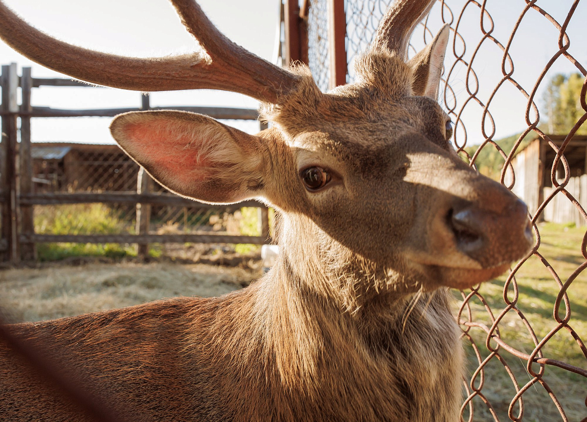 Majestic Maral Deer