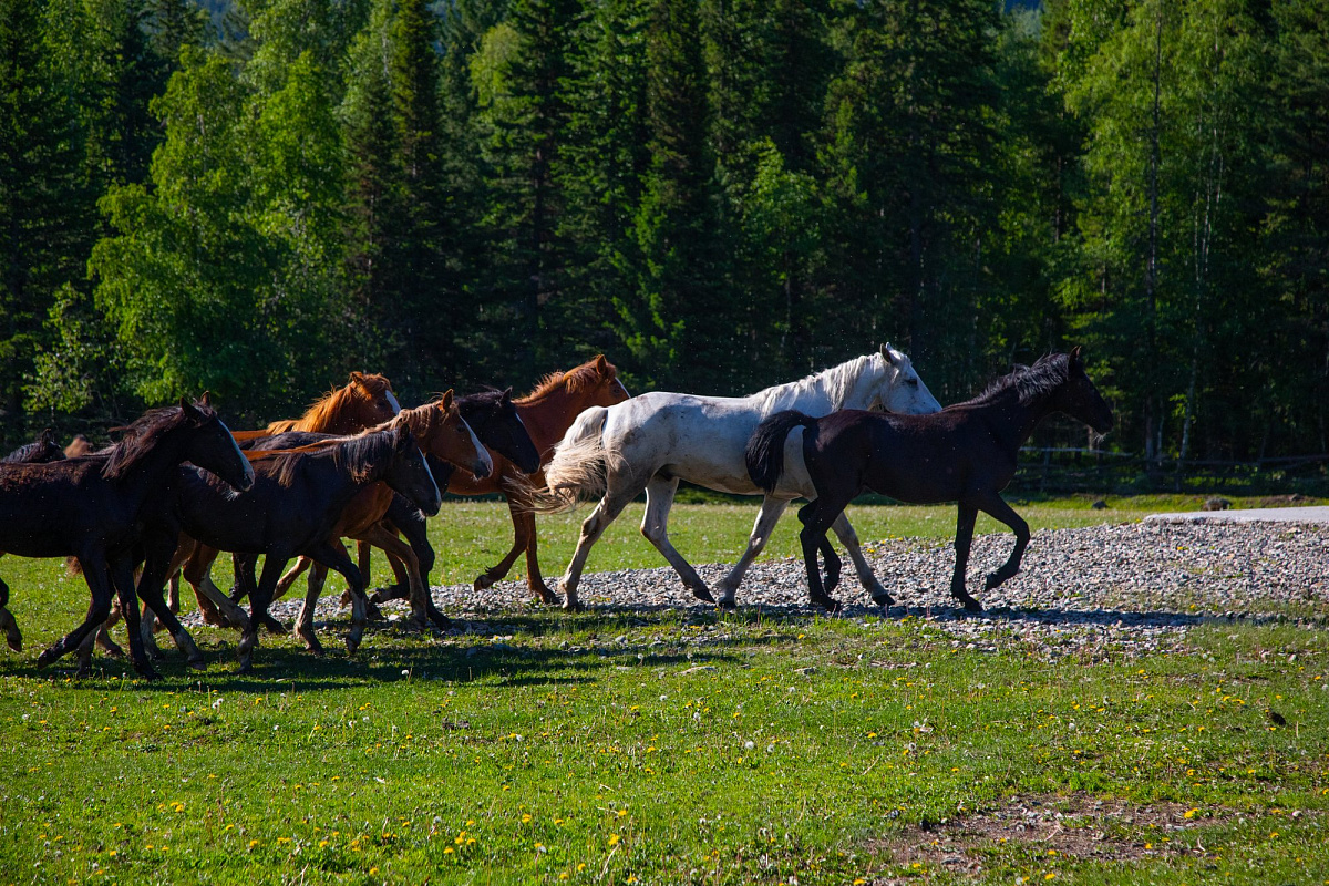 Horses