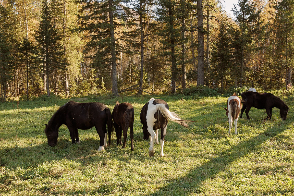 Ponies and Donkeys