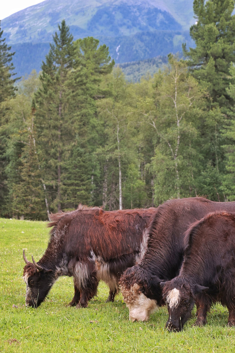 Tibetan Yaks